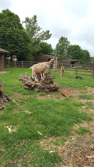 Stepney City Farm